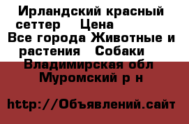 Ирландский красный сеттер. › Цена ­ 30 000 - Все города Животные и растения » Собаки   . Владимирская обл.,Муромский р-н